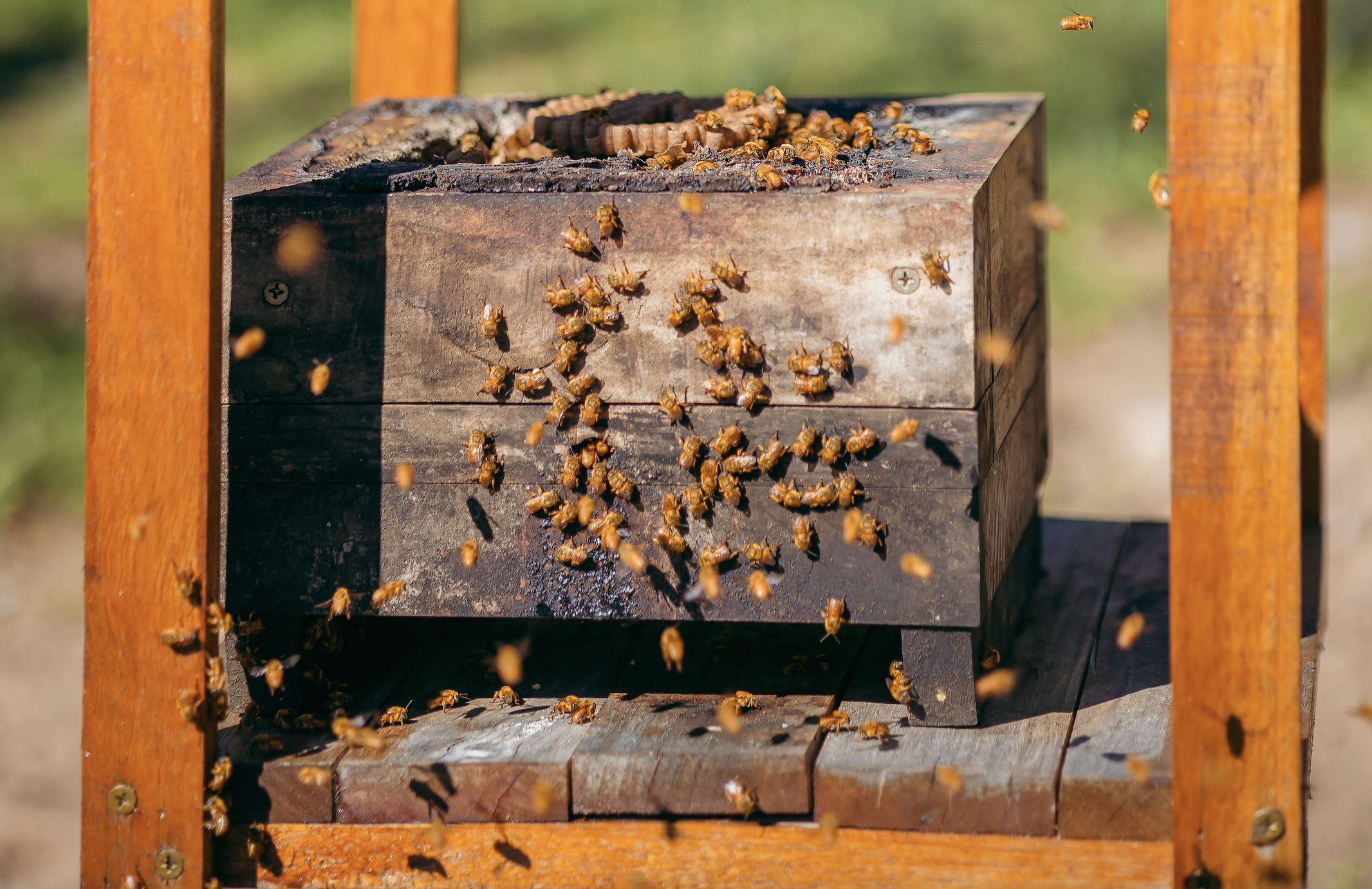 Parque das abelhas Parque das abelhas